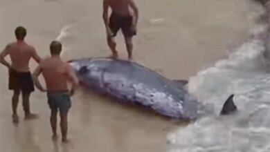 Трагедия на Бонди: раненого кита вытолкнули в море, но спасатели бьют тревогу