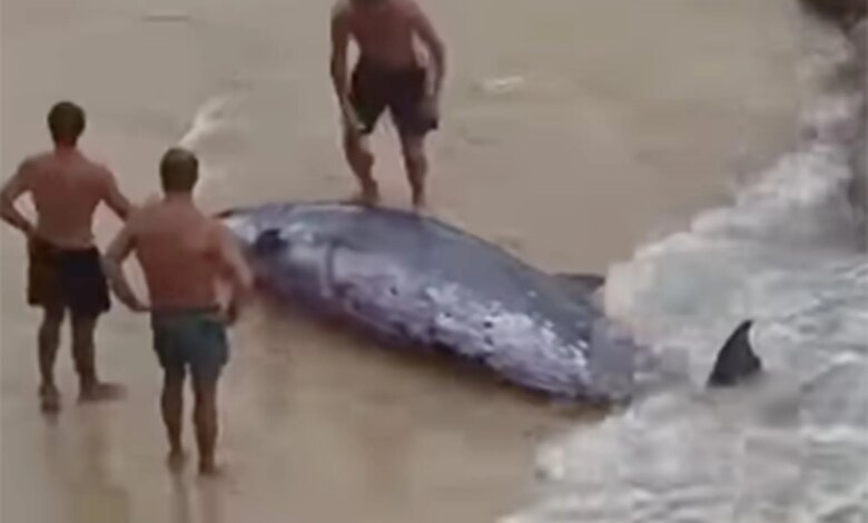 Трагедия на Бонди: раненого кита вытолкнули в море, но спасатели бьют тревогу