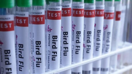 Птичий грипп захватил всю планету: первый случай H5N1 выявлен в Австралии