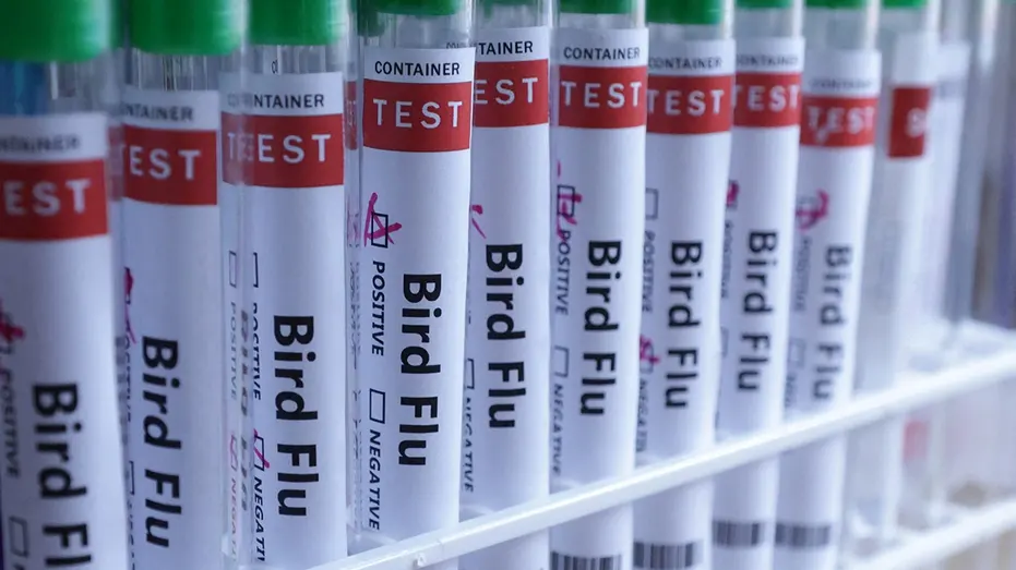 Птичий грипп захватил всю планету: первый случай H5N1 выявлен в Австралии