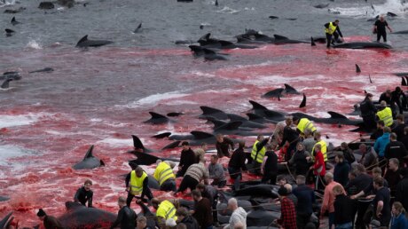 Кровь в Северном море: Фарерские острова залило алым после чудовищной бойни 700 дельфинов