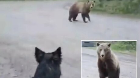 «Нет! Уходи!»: канадка с собакой две минуты отбивалась от огромного медведя — и сняла это на телефон