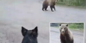 «Нет! Уходи!»: канадка с собакой две минуты отбивалась от огромного медведя — и сняла это на телефон