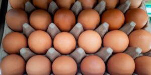 Британские чиновники подозревают украинские яйца в крупной вспышке сальмонеллы в Соединённом Королевстве