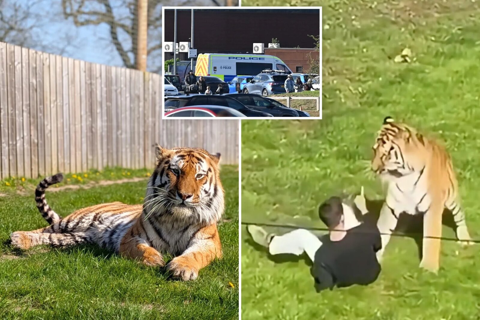 Трагедия в Yorkshire Wildlife Park: мужчина погиб после того, как вошёл в вольер тигра