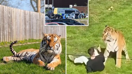 Трагедия в Yorkshire Wildlife Park: мужчина погиб после того, как вошёл в вольер тигра