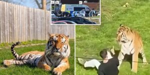 Трагедия в Yorkshire Wildlife Park: мужчина погиб после того, как вошёл в вольер тигра